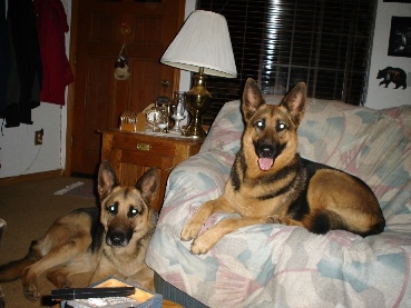 Beautiful Diesel and Wendy, who were adopted by Angela. As you see they are just like her kids!